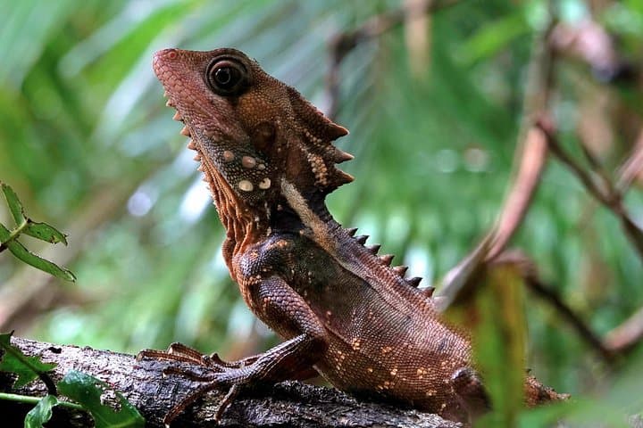 Private Luxury Daintree Dream Tour: Mossman Gorge & Daintree River Wildlife Cruise photo 4