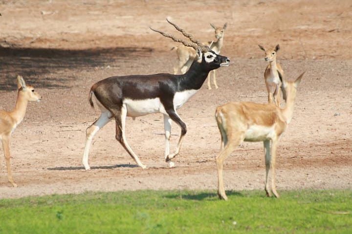 Sir Bani Yas Island Wildlife Safari Half-Day: Giraffes, Oryx & Ancient Ruins photo 4