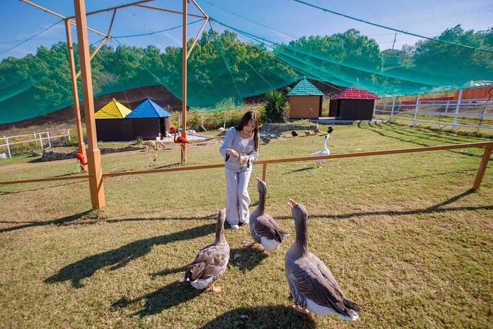 Goat Walk & Animal Encounters at World Ranch — Osaka Mountain Farm Experience photo 5