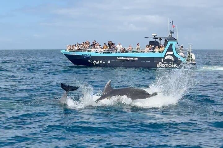 Portimão Dolphin Watching with Marine Biologist — 2.5-Hour Conservation Boat Tour photo 3