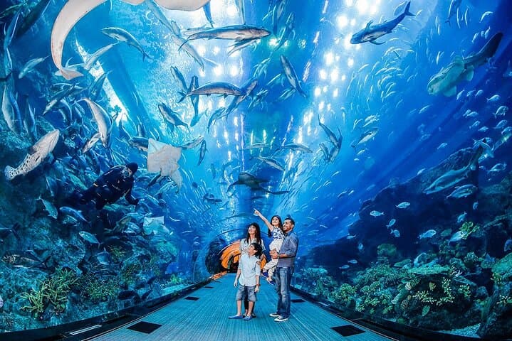 Dubai Underwater Zoo & Aquarium: Shark Tunnel, Penguin Cove, and Behind‑the‑Scenes Access