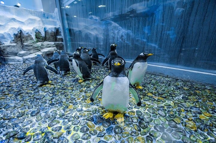 Dubai Underwater Zoo & Aquarium: Shark Tunnel, Penguin Cove, and Behind‑the‑Scenes Access photo 3