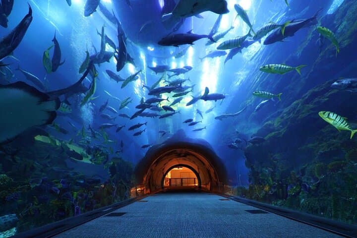 Dubai Underwater Zoo & Aquarium: Shark Tunnel, Penguin Cove, and Behind‑the‑Scenes Access photo 6