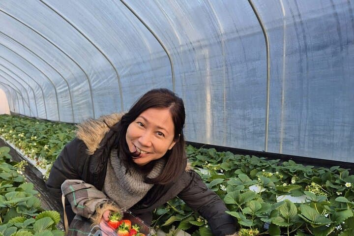 Namyangju Day Trip: Strawberry Picking, Eobi Ice Valley & Snow Sledding photo 2