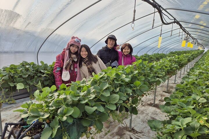 Namyangju Day Trip: Strawberry Picking, Eobi Ice Valley & Snow Sledding photo 3