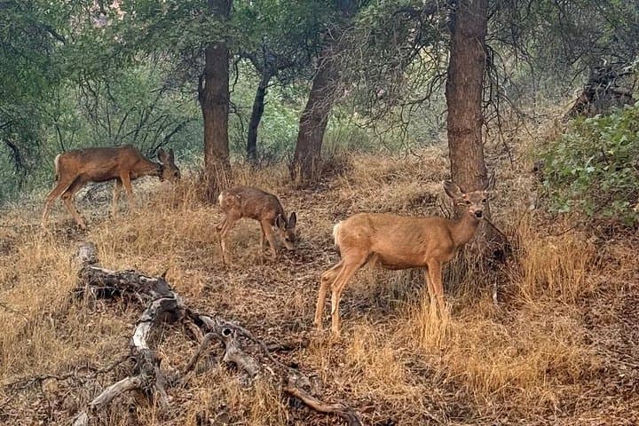 Half-Day Guided Hike to Emerald Pools & Virgin River Walk in Zion National Park photo 6