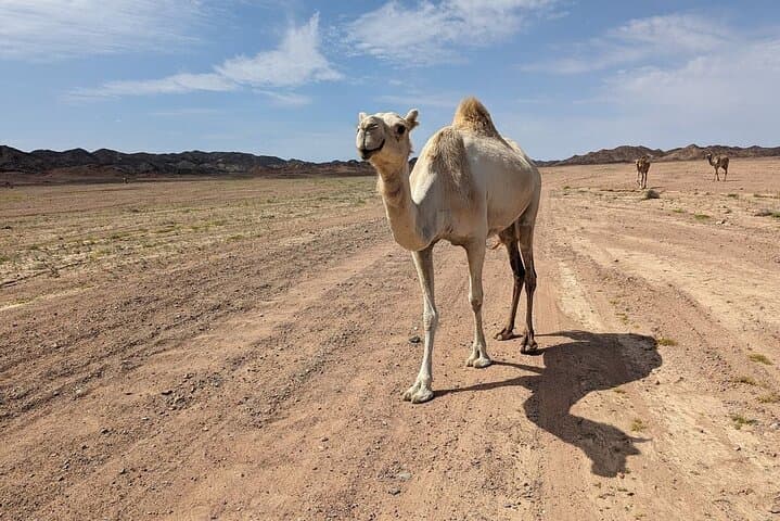Full-Day Guided Hike to Wadi El Gemal National Park & Sikait Ruins