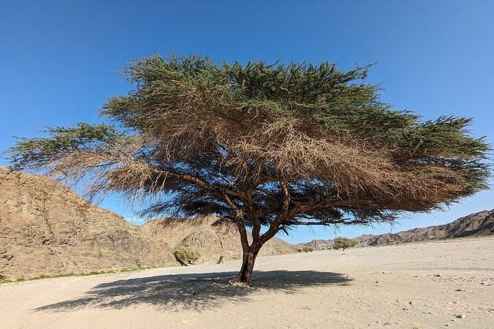Full-Day Guided Hike to Wadi El Gemal National Park & Sikait Ruins photo 2
