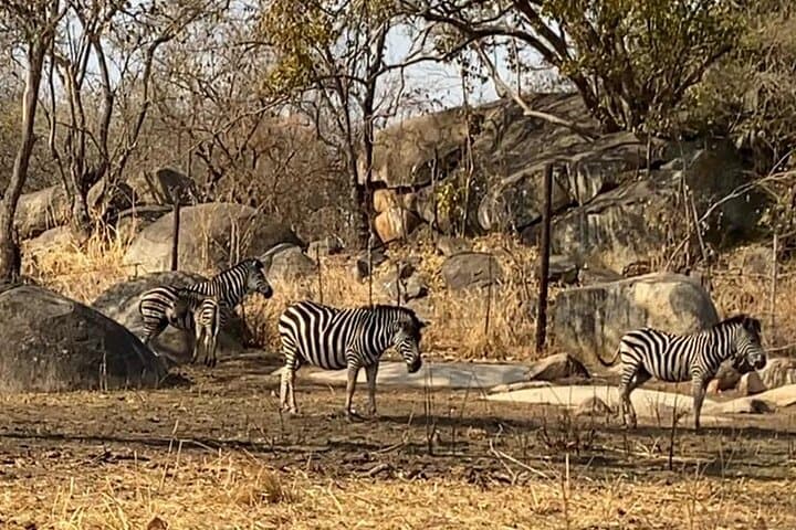 Three Parks in One Day — Harare Wildlife Private Guide Tour photo 6