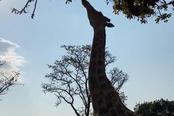 Three Parks in One Day — Harare Wildlife Private Guide Tour