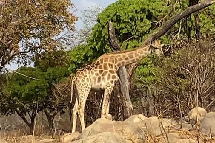 Three Parks in One Day — Harare Wildlife Private Guide Tour photo 2