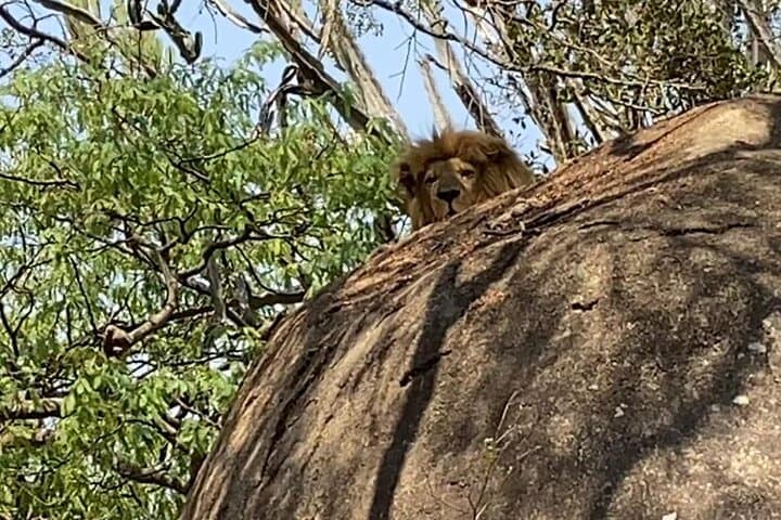 Three Parks in One Day — Harare Wildlife Private Guide Tour photo 4