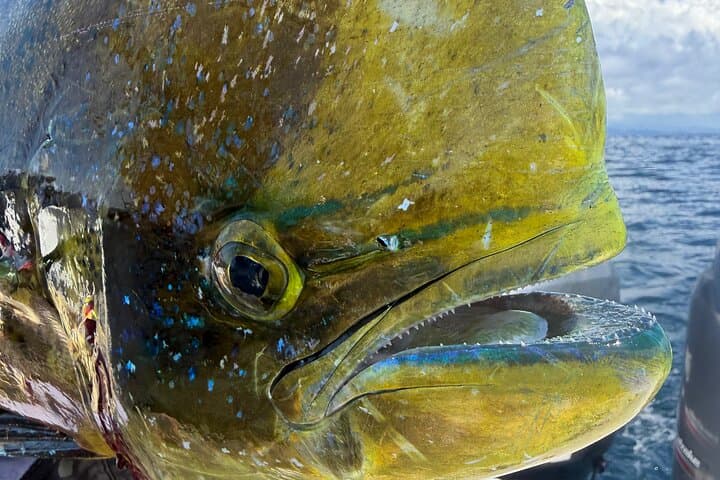 Tamarindo Morning Half-Day Fishing Adventure — Mahi, Tuna & Ocean Wildlife photo 6