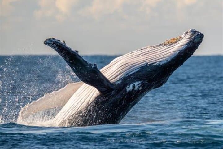 Waikiki Whale Watching: Guided Boat Tours for Dolphins, Turtles & Humpbacks