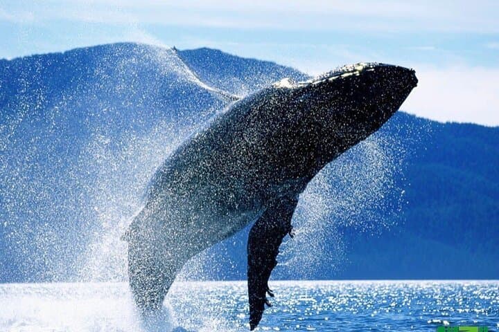 Waikiki Whale Watching: Guided Boat Tours for Dolphins, Turtles & Humpbacks photo 2