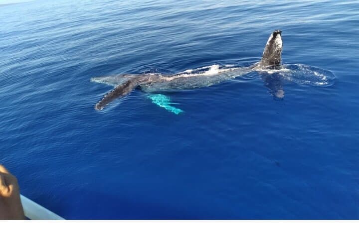 Waikiki Whale Watching: Guided Boat Tours for Dolphins, Turtles & Humpbacks photo 3