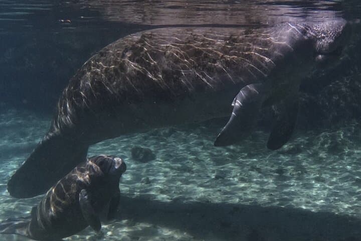 VIP Private Manatee Swim Tour in Crystal River — Private Snorkel with Manatees