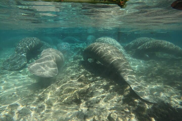VIP Private Manatee Swim Tour in Crystal River — Private Snorkel with Manatees photo 2