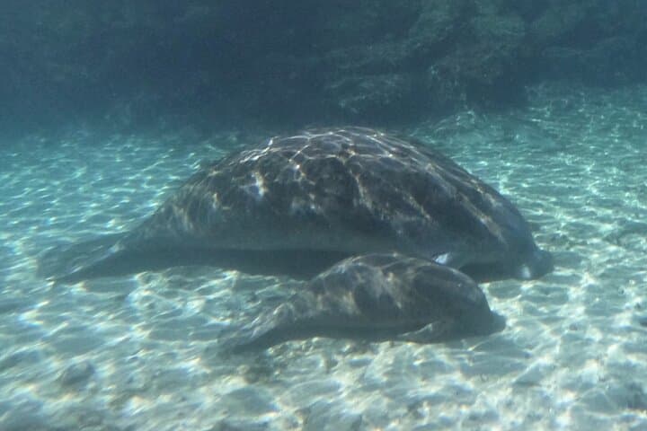 VIP Private Manatee Swim Tour in Crystal River — Private Snorkel with Manatees photo 3