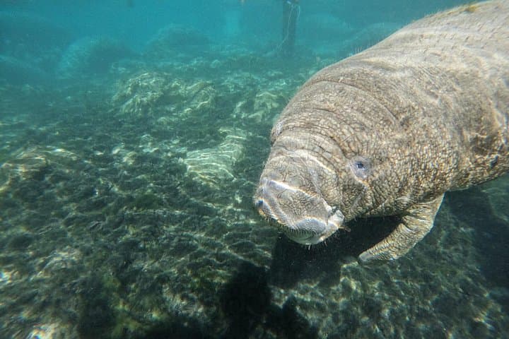 VIP Private Manatee Swim Tour in Crystal River — Private Snorkel with Manatees photo 5