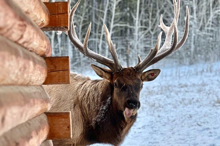 Yukon Wildlife Preserve & Eclipse Nordic Hot Springs Day Tour from Whitehorse photo 3