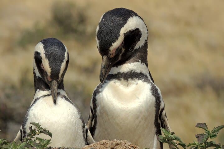 Walking with Magellanic Penguins: Punta Tombo Day Trip from Puerto Madryn