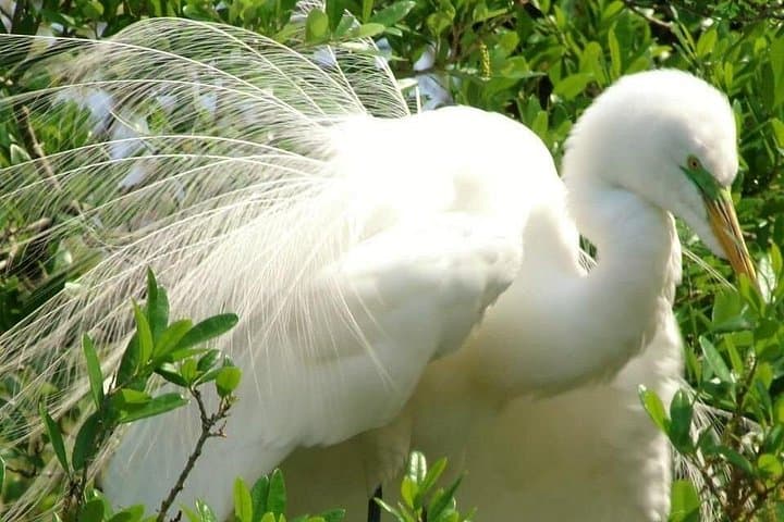Blue Springs 4-Hour Manatee Kayak Tour — Paddle with Florida’s Winter Visitors photo 4