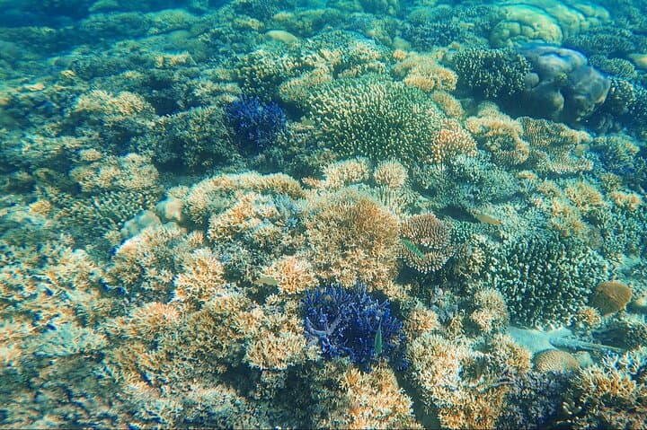 Komodo One-Day Speedboat: Padar Summit, Pink Beach & Manta Snorkel photo 3