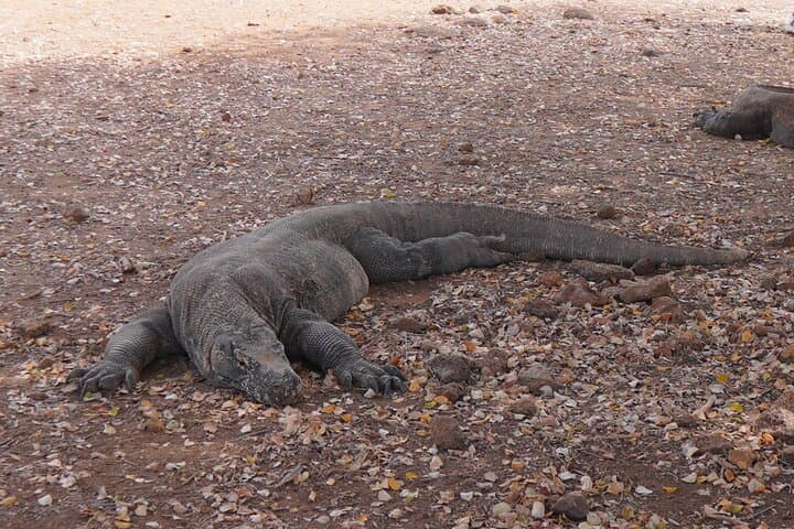 3-Day Open Sailing Trip Labuan Bajo — Liveaboard Komodo, Padar & Pink Beach photo 2