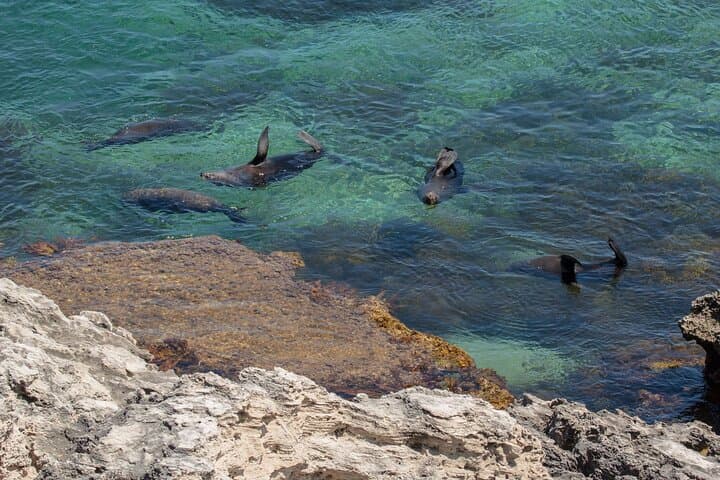 Rottnest Island Sunset & Cathedral Rocks Seal Viewing: West End Bus Tour photo 3