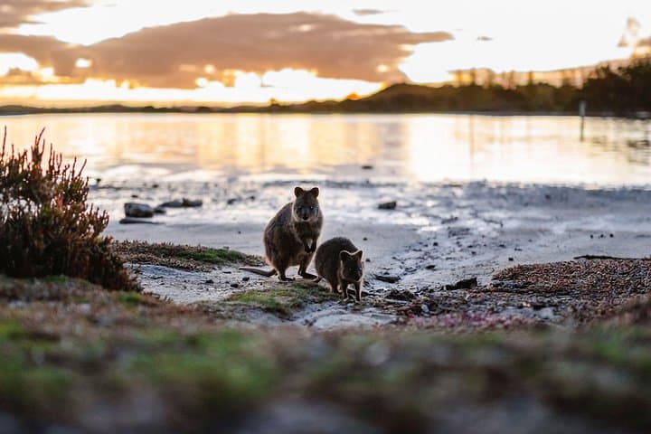 Rottnest Island Sunset & Cathedral Rocks Seal Viewing: West End Bus Tour photo 5