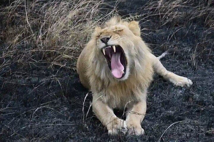 Overnight Tsavo East Safari from Mombasa — 2-Day Wildlife Safari to Voi