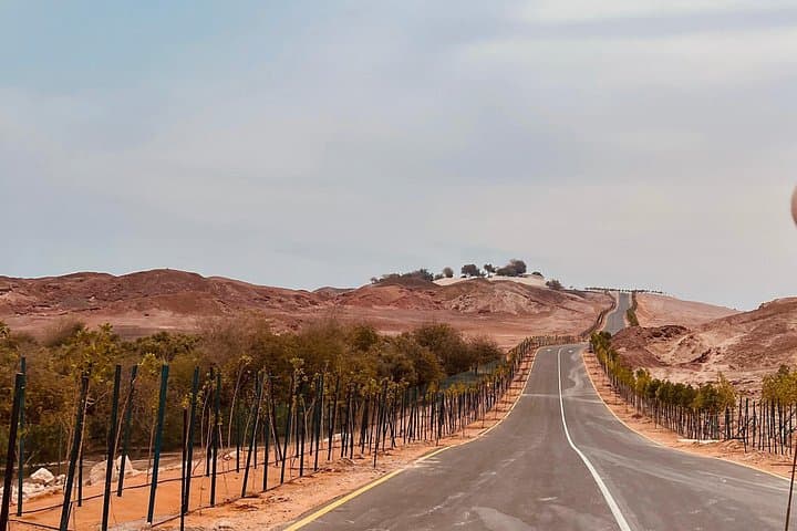 Sir Bani Yas Island Wildlife Safari Half-Day: Giraffes, Oryx & Ancient Ruins photo 3
