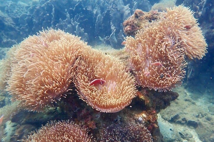 Private Speedboat Snorkel Tour to An Thoi Reefs, Phu Quoc photo 6