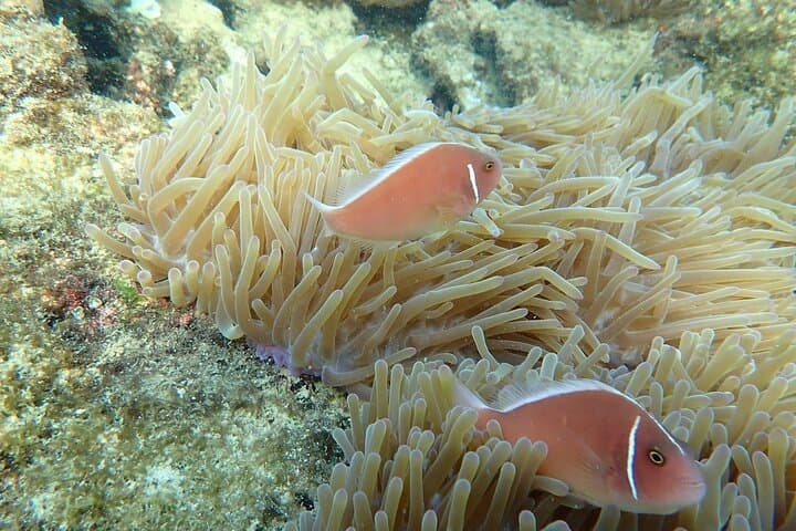 Private Speedboat Snorkel Tour to An Thoi Reefs, Phu Quoc photo 5