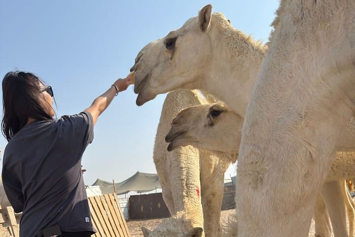 Kuwait Towers, Grand Mosque & Al-Subiya Desert Half-Day Tour