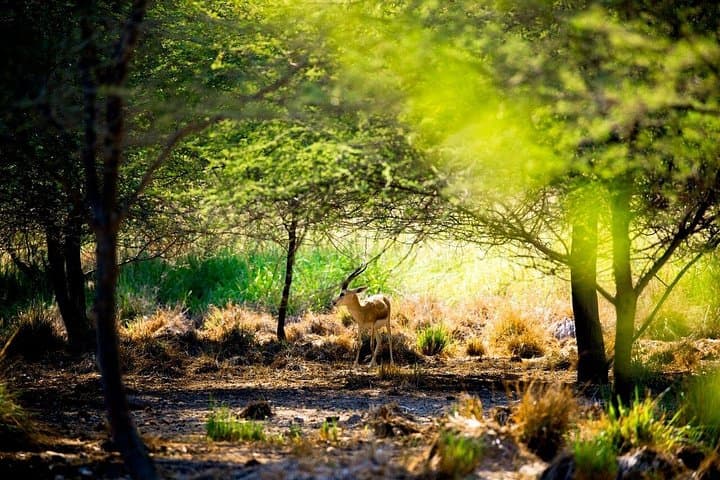 Sir Bani Yas Island One-Day Staycation: Wildlife, Kayaks & Archaeology from Mirfa photo 1