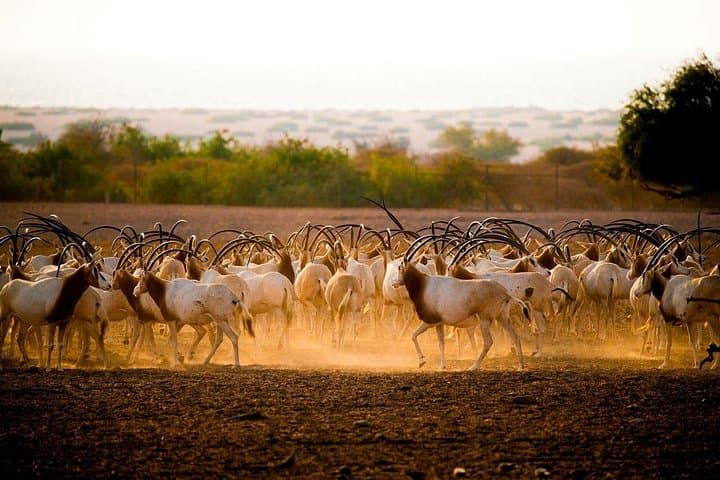 Sir Bani Yas Island Wildlife Safari Half-Day: Giraffes, Oryx & Ancient Ruins photo 1