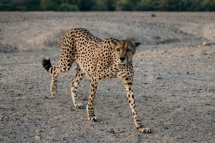 Sir Bani Yas Island Wildlife Safari Half-Day: Giraffes, Oryx & Ancient Ruins photo 2