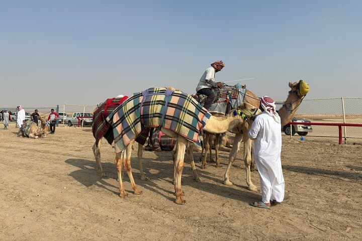 Watch the Camel Race in Kabd, Kuwait - Desert Races & Buggy Sunset Experience