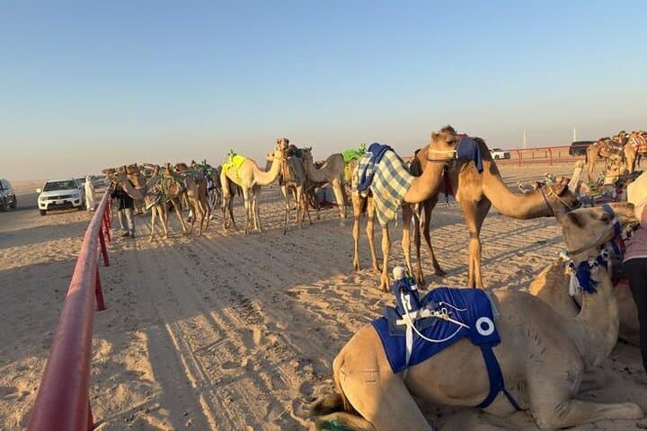 Watch the Camel Race in Kabd, Kuwait - Desert Races & Buggy Sunset Experience photo 5