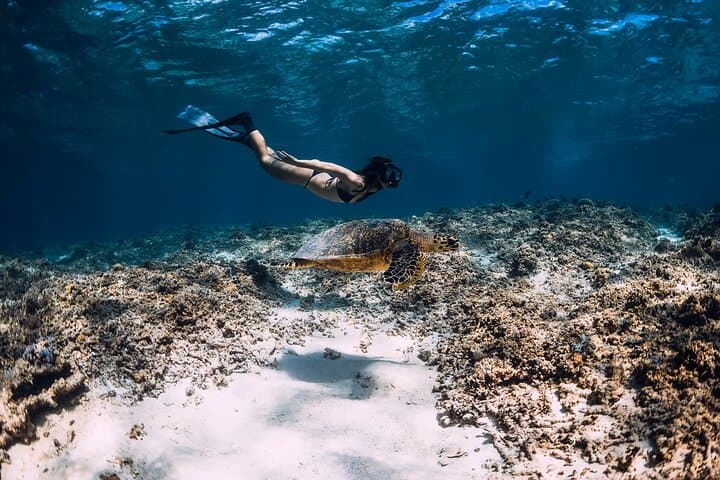 Paradise Cove Turtle Snorkel — Private 6-Hour Shore Tour from Freeport photo 2