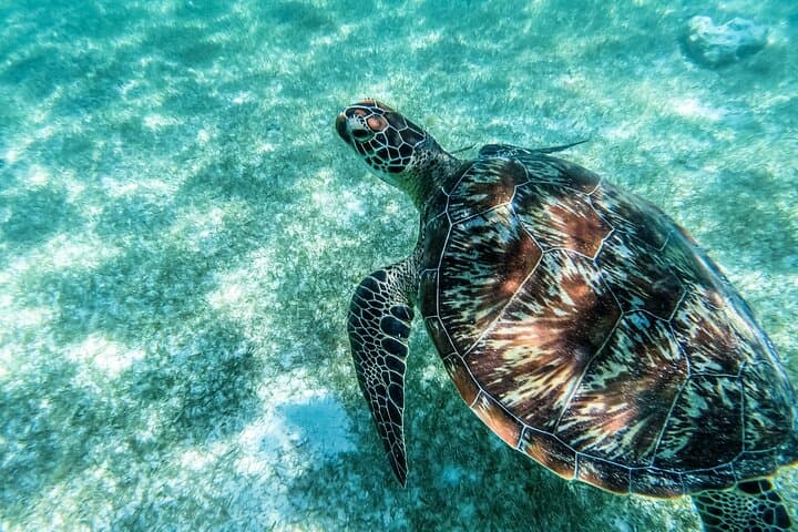 Paradise Cove Turtle Snorkel — Private 6-Hour Shore Tour from Freeport photo 6