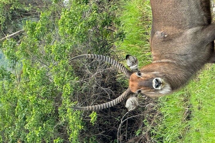 2-Day Akagera Camping Safari: Night Game Drives, Lake Ihema Boat Safari & Camping photo 6