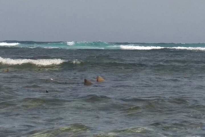 Shark Bay & Pedra de Lume: Half-Day Lemon Shark Encounter on Sal photo 5