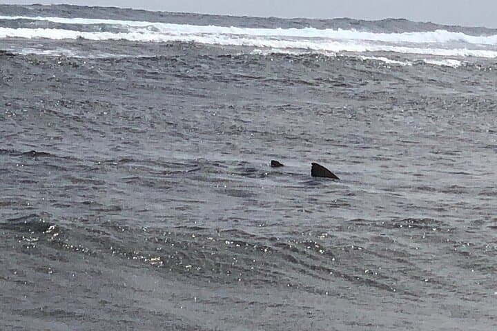 Shark Bay & Pedra de Lume: Half-Day Lemon Shark Encounter on Sal photo 2