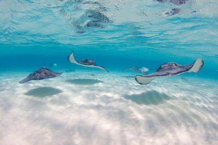 Stingray City, Rum Point & Bioluminescent Bay — Private 4-Hour Boat Tour, Grand Cayman photo 3