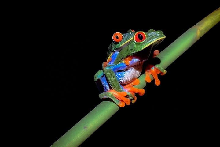 Night Hike at Arenal Mundo Aventura — La Fortuna Nocturnal Wildlife Tour