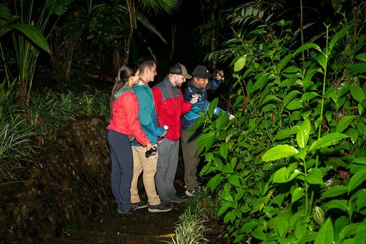 Night Hike at Arenal Mundo Aventura — La Fortuna Nocturnal Wildlife Tour photo 4