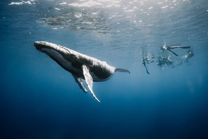 Ethical Small-Group Whale Watching and Swim — Tahiti (Papeete Marina) photo 1